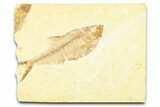 Detailed Fossil Fish (Diplomystus) - Wyoming #379316-1